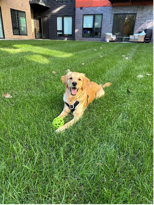 Pickles - Chief Bark Officer